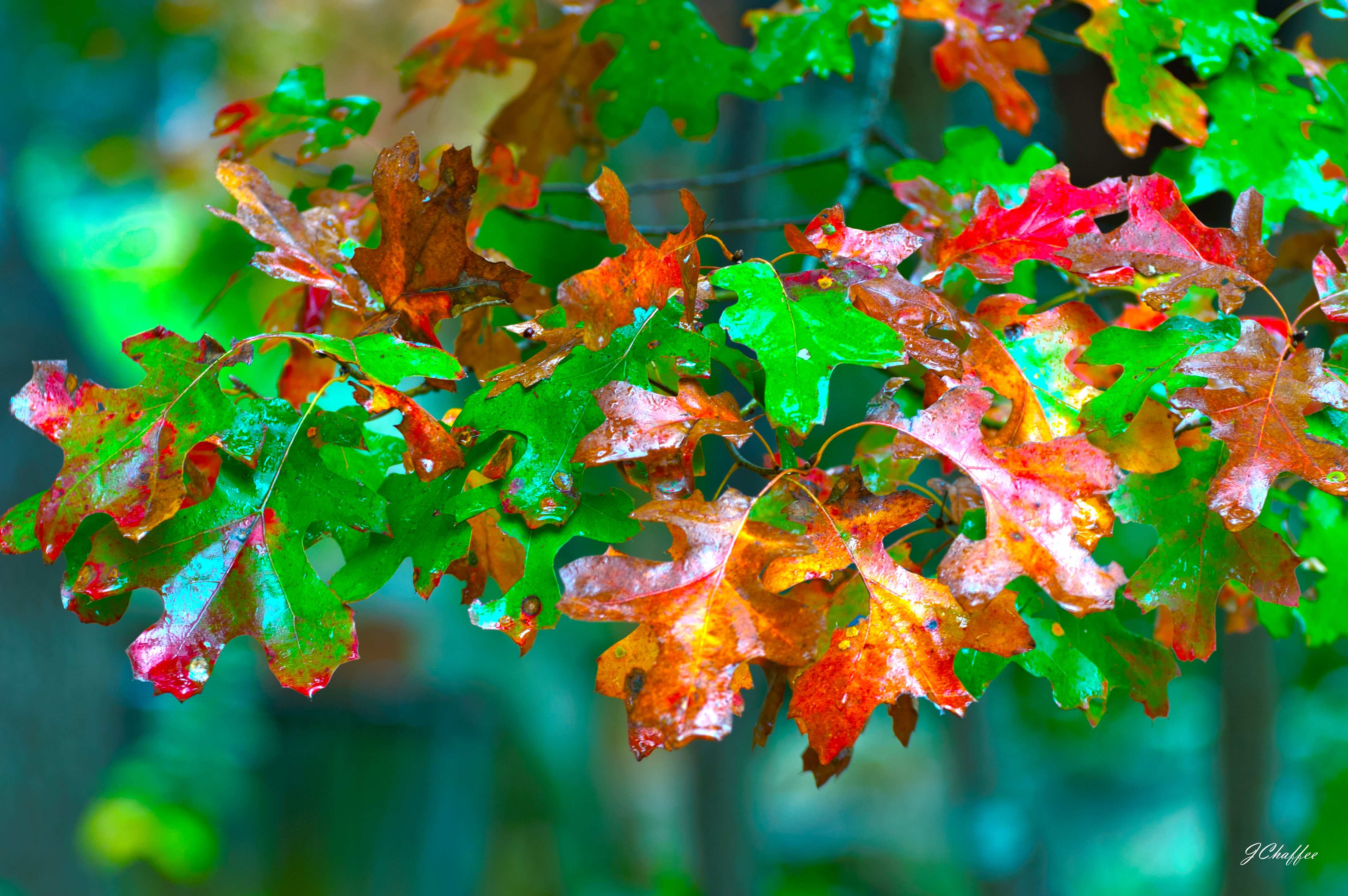 Fall Spanish Oak
