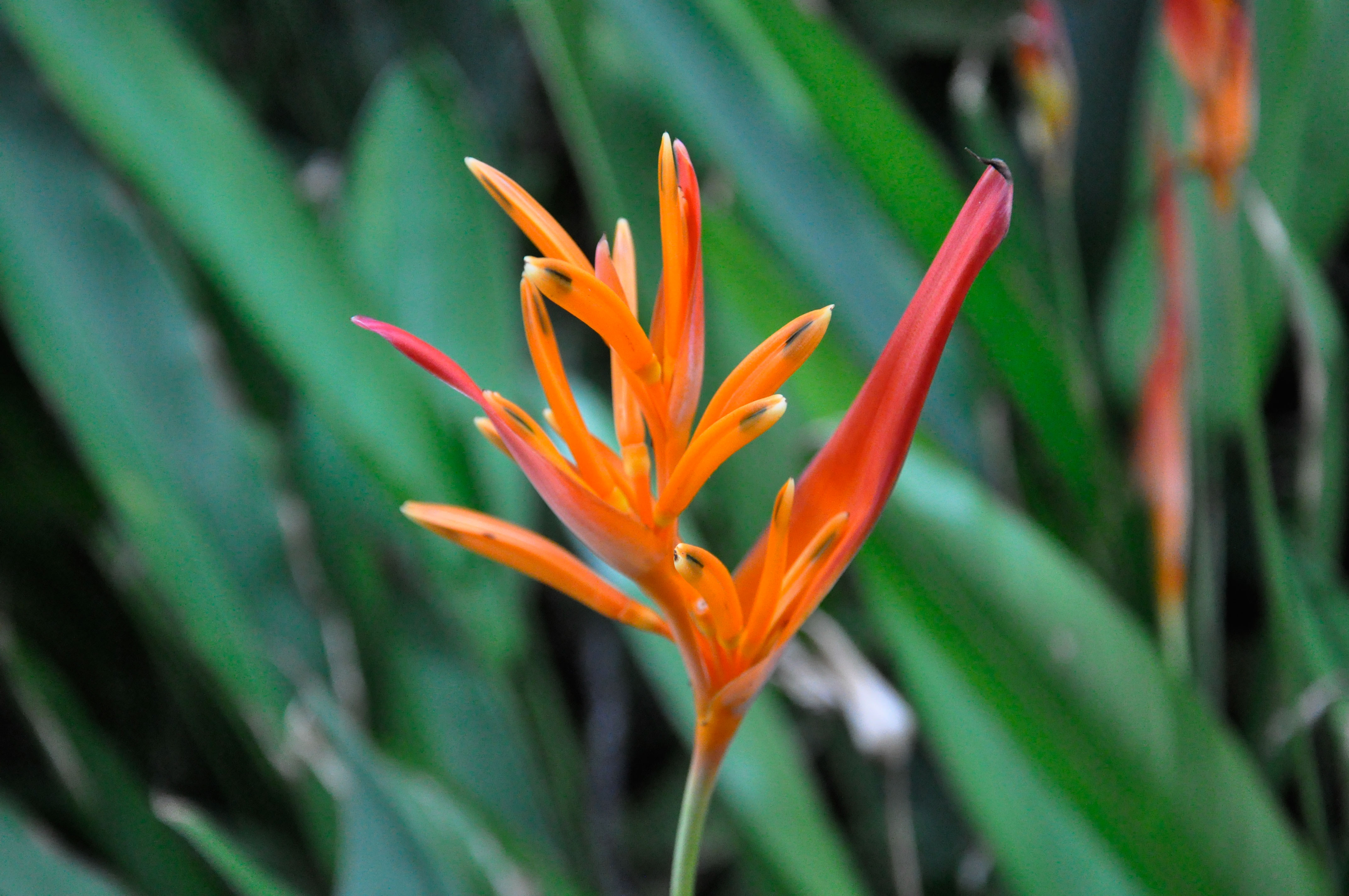 Belize Flower